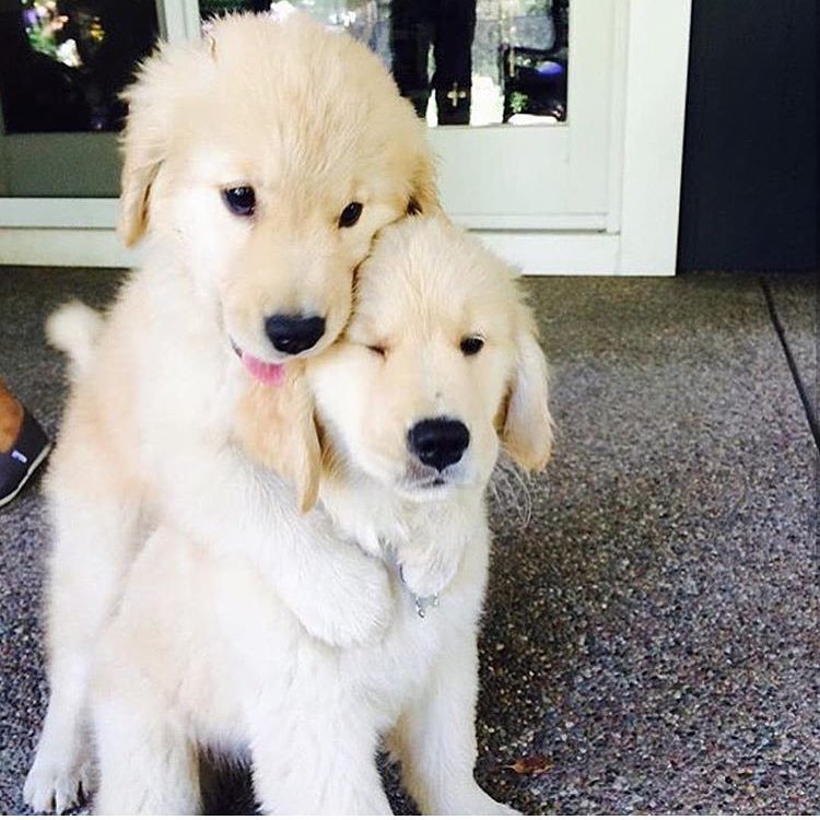 Puppieees!