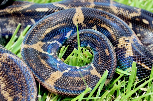 Freshly-shed, and ridiculously shiny.Jambi, 2015 Peruvian Long Tailed boa (Boa c. longicauda)