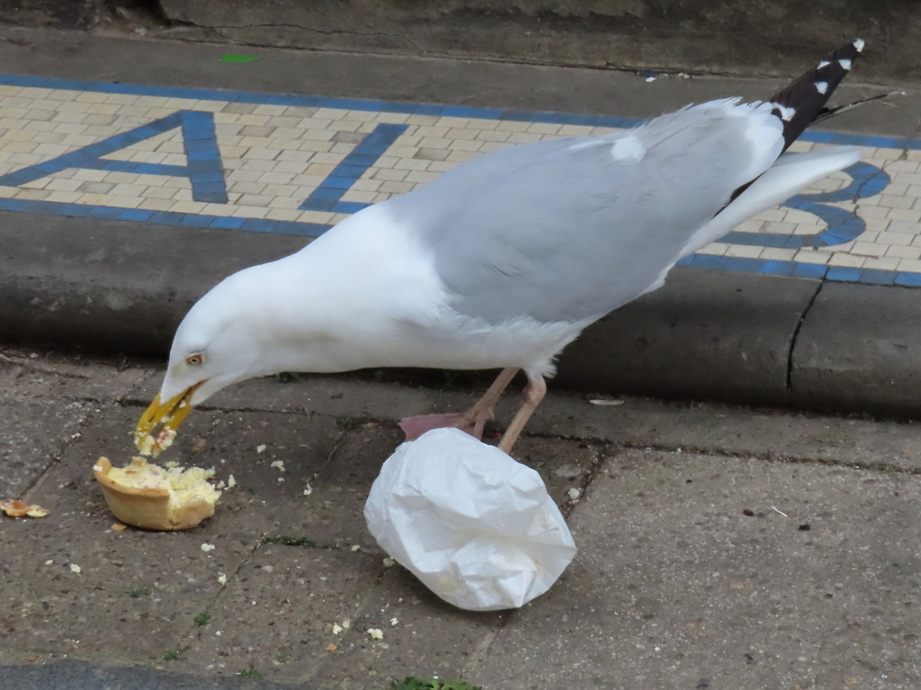 todropscience:
“todropscience:
“GULLS WILL DECIDE WHAT TO EAT BY WATCHING PEOPLE Herring gulls (Larus argentatus) can perfectly thrive in coastal and urban landscapes, however, these birds will steal your food as soon as you are distracted. Urban...