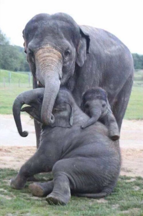 prettypachyderms:  Family fun.