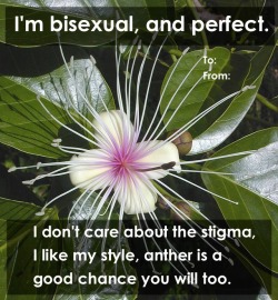 biodiverseed: Bisexual, or perfect flowers