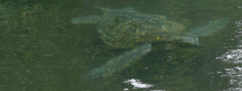 A green turtle in relaxing in the shady mangrove lagoons of the Galapagos.