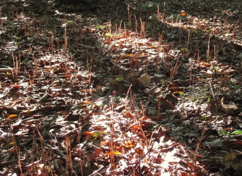 Beechdrops, Epifagus virginiana, a non-photosynthetic plant with no chlorophyll, parasitic on Americ