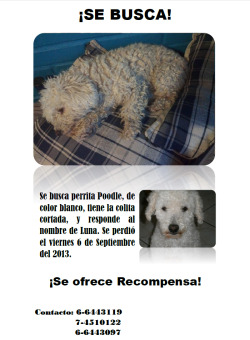 futubandera:  Se busca perrita poodle, desaparecida