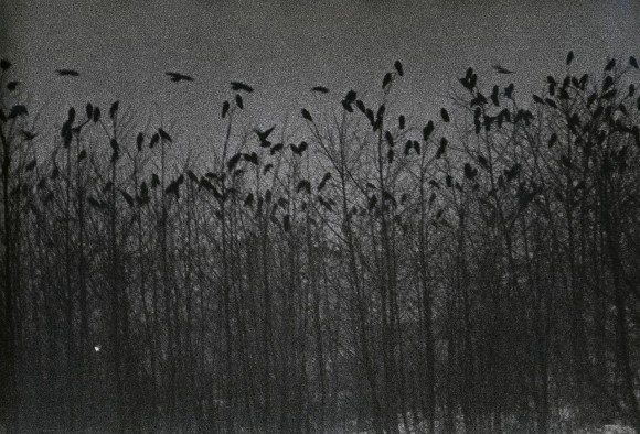 socialpsychopathblr:Karasu – Solitude Of Ravens, by Masahisa Fukase.Karasu is