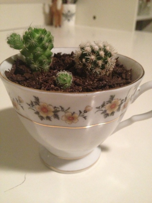 sul-k:Cute lil cacti