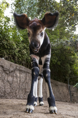 alittlelionchild:  sdzoo:  Who’s this? Meet Mosi, a floppy-eared okapi calf born at the San Diego Zoo. What’s an okapi? It’s not a zebra, antelope or any other species. It’s just an okapi, the only living relative of the giraffe and an endangered