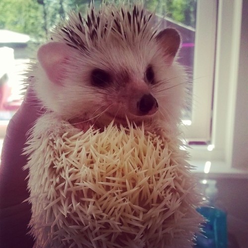 Pretty Blaize ❤ he&rsquo;s such a sweetheart my big stud muffin! #AfricanPygmyHedgehog #PetsofInst