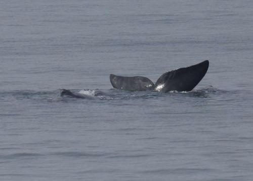 July 15: Southern Right Whales (mother and calf) off Port Stephens, NSW. Photo supplied to the ORRCA