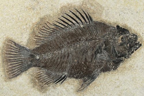 This is a nicely preserved, 5.1&quot; long Cockerellites (Priscacara) liops fish from the famous