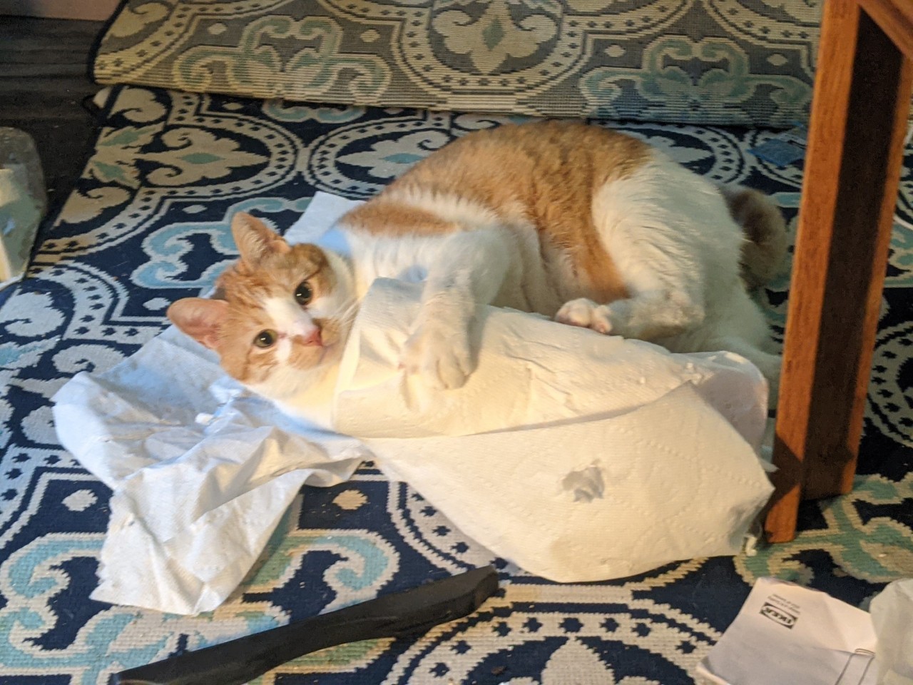 Red and white tabby wrestling with a roll of paper towels