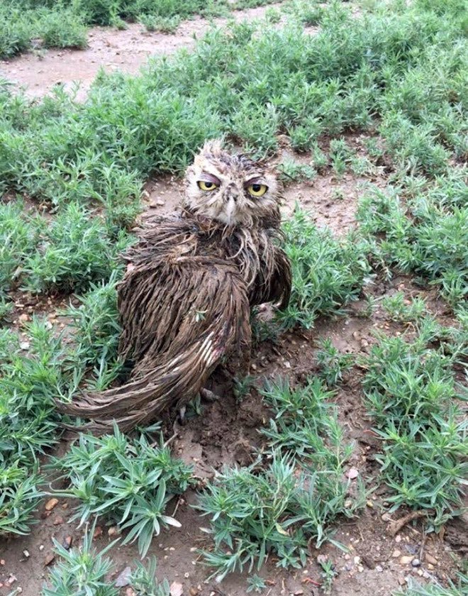 biglawbear:assmart:assmart:please tell me you ppl have seen wet owls.look at these