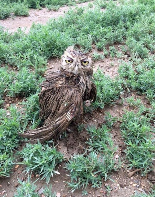 biglawbear:assmart:assmart:please tell me you ppl have seen wet owls.look at these