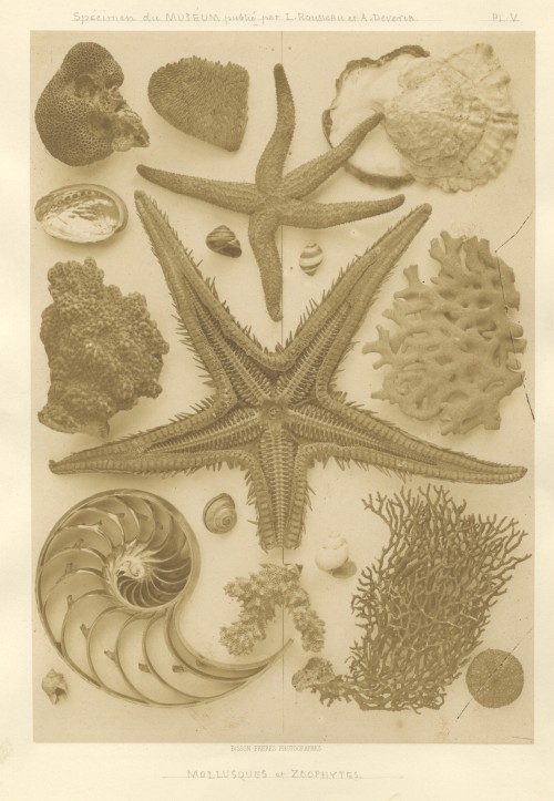Bisson Frères - Mollusques et Zoophytes, 1853 Maker: Louis Auguste (1814-1876) and Auguste Ro