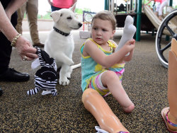 amroyounes:  3-Year-Old Girl Without Feet Receives A Puppy Without A Paw.3-year-old Sapphyre Johnson’s feet were amputated when she was 1.When she first saw Lt. Dan, who was missing a paw, she said, “That’s my puppy. He’s just like me”Some breeders