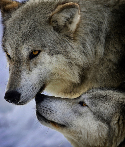 wolveswolves:  By Center for Biological Action 