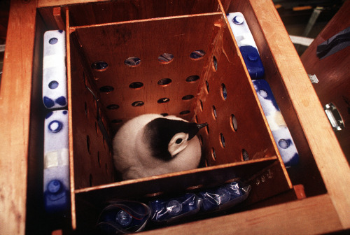 Emperor Penguin Chicks Huddle In San Diego, After Being Flown From Antarctica, To Be Part Of A NSF Study