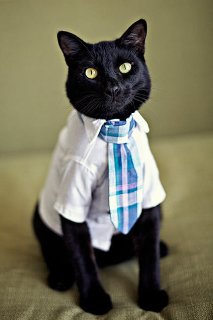 catsbeaversandducks:Successful Business Cats Who Have a Message for You“Bad news. I need you to work on Caturday.”Photos via Cats in Business Attire