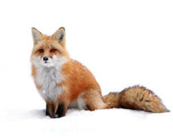 mrdegradation:Foxes are so cute look they