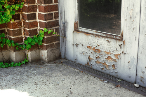 Like Chipping Paint & Vines Climbing Up Old Brick Walls (on Instagram) by Marisa Brown