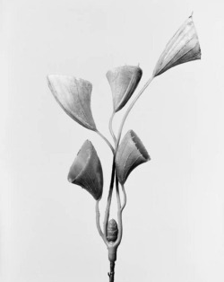 dimshapes:  Robert VoitCornucopiae cucllatum, Trichtergras Busch, 2014Archival Inkjetprint56,8 x 43 cm© Robert Voit, Courtesy Robert Morat Galerie 