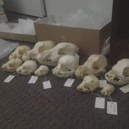 Sorting dog skulls, different breeds look so different