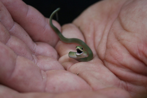 ftcreature:  &ldquo;I am tiny and ferocious. ffffear me!&rdquo; [Patrick