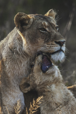 envyavenue:  Lioness and Cub 