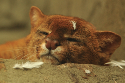 Can we take time to appreciate this ridiculous jaguarundi lounging about in a pile of feathers? 