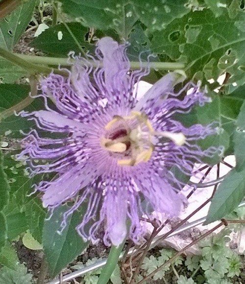 havekat: My third maypop bloom but the first I got to see before the Japanese beetles.  Thanks 