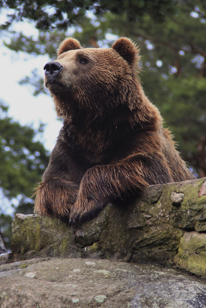 h4ilstorm:
“ Brown Bear (by Trine K Photography)
”