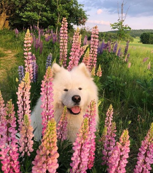 aww-so-pretty - This dog is so beautiful