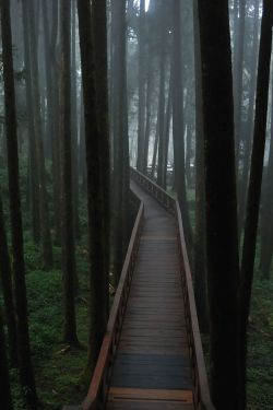 grxph:  anotic:  Alishan National Park, Taiwan 