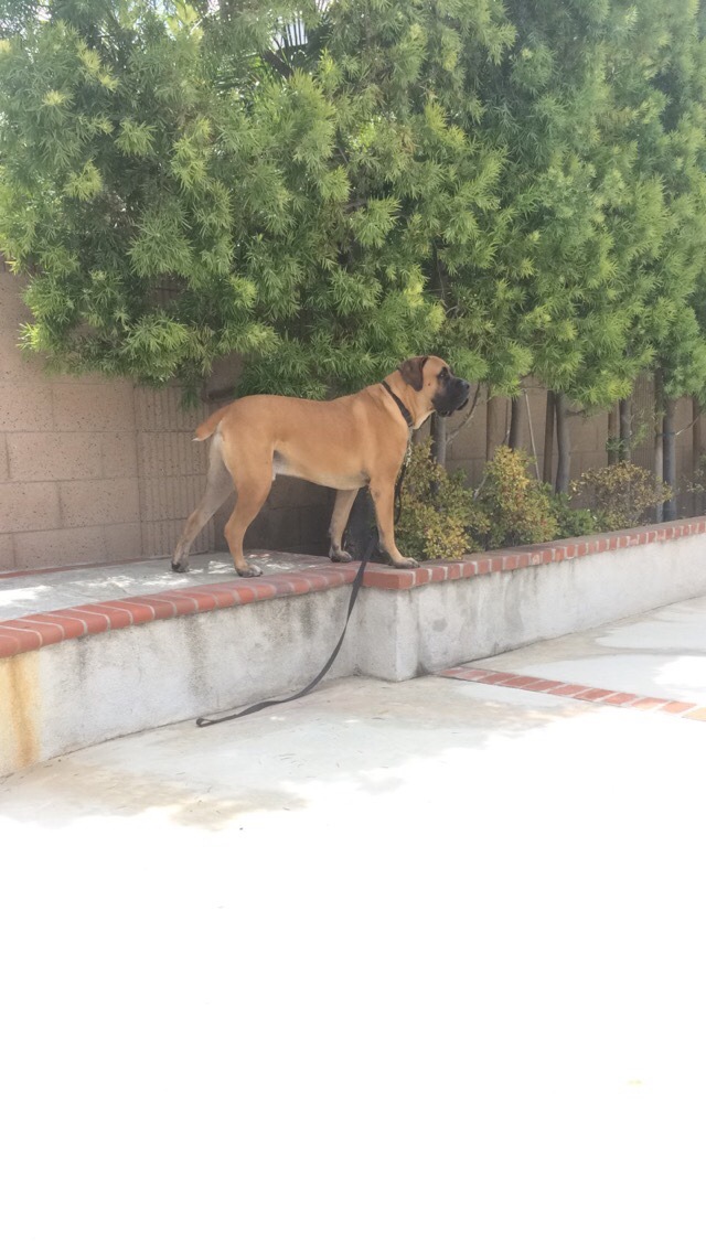 actualdogvines:  This is Rocky my South African mastiff. He may look scary and people