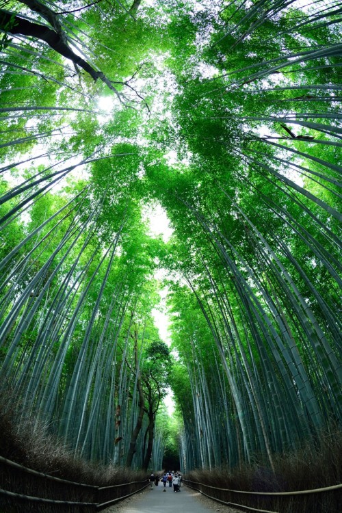 lifeisverybeautiful: via 500px / bamboo grove by Masahiko NGreen