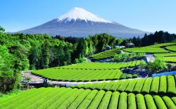 sixpenceee:  A tea garden near Mt. Fuji,