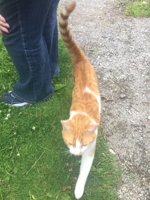 I found this cat on my way to to store and he followed me the whole way home so i fed him he’s so sw