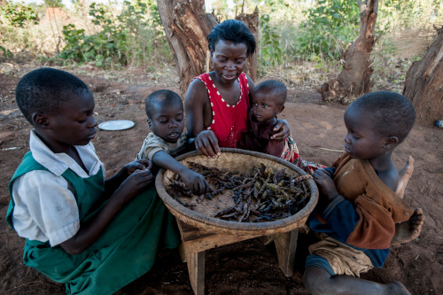 #Photooftheweek: Alinafe’s family eats a daily meal of dried peas in #Malawi’s Balaka di