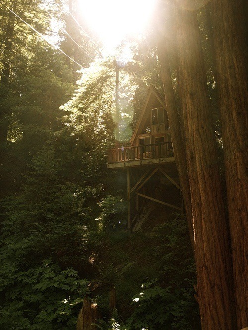 snarksandkisses:bruja-ja:My long term goals include living in a treehouse connected to other treehou
