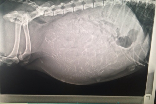 Sex coluring:  the x-ray of a pregnant dog  pictures