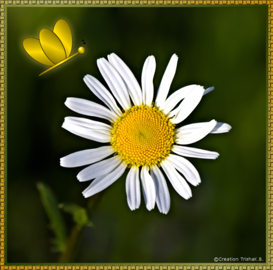 Happy Birthday Angie! @novice-at-play I wish you all the best. Hugs. ❤❤❤