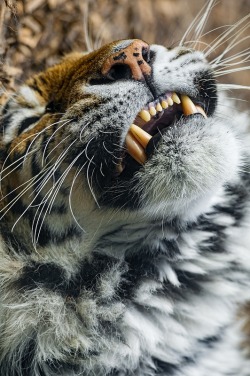 ilaurens:  Siberian tigress on the back -