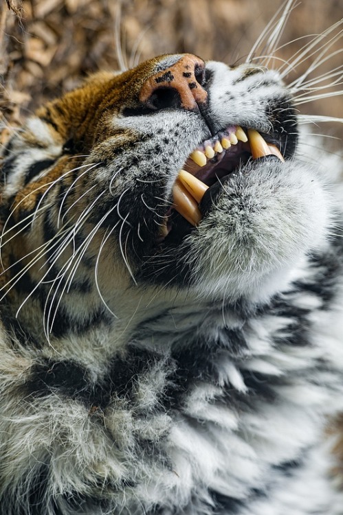 Sex ilaurens:  Siberian tigress on the back - pictures