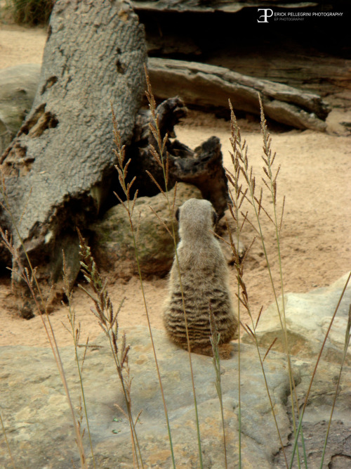 Australia - Taronga Zoo &Sydney Aquarium