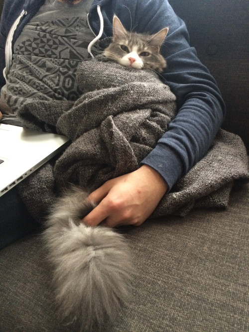 awwww-cute:Snax the cat in burrito form