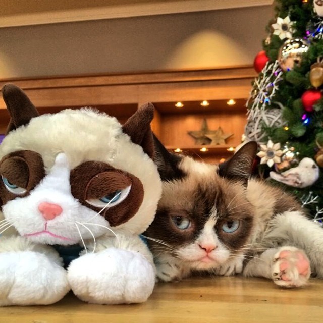 Grumpy Cat's first @QVC appearance is tonight at 8PM Eastern / 5PM Pacific #GrumpyCatQVC