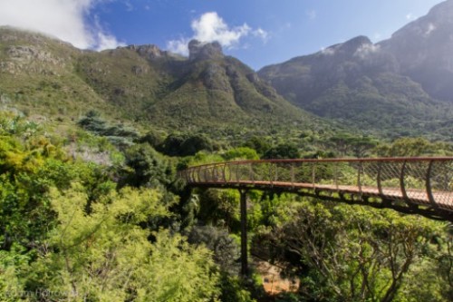 architags:  Boomslang. Treetop Walk. Mark Thomas Architects + Henry Fagan & Partners. Cape Town- Kirstenbosch Botanical Gardens. source: archdaily photos © Adam Harrower