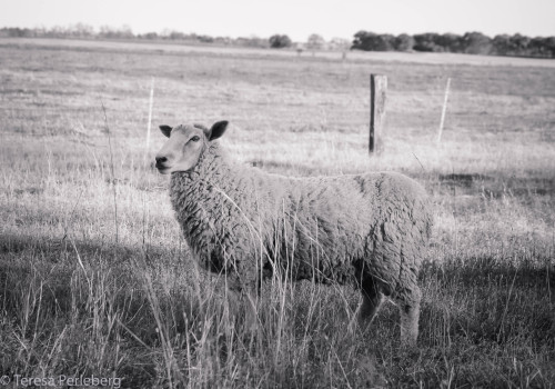 The sheep at Bear Creek