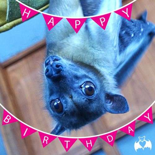 mrskaaay:save-the-bats:#HappyBirthday to Saffire, one of our Straw-colored Fruit Bats! She’s t