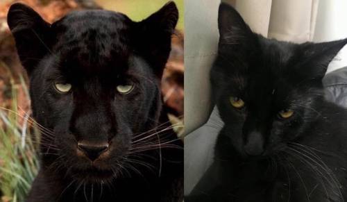 catsbeaversandducks:  Panthers & Pocket PanthersVia Trastorno Nocturno